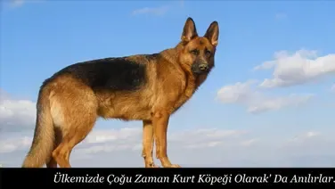 Alman Çoban Köpeği Özellikleri