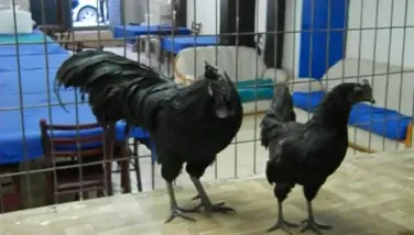 Ayam Cemani Tavuğu Video