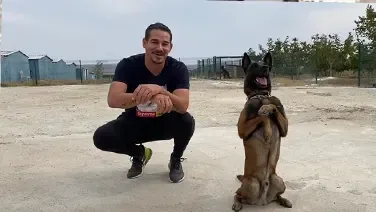 Belçika Malinois