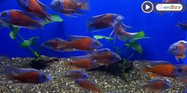 Borleyi Kadango- The Red Fin Borleyi