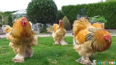 Buff Brahma