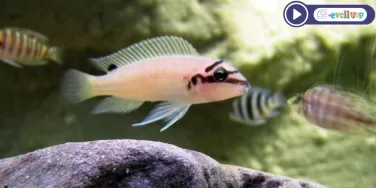 Chalinochromis brichardi