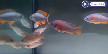 Copadichromis borleyi Kadango red fin