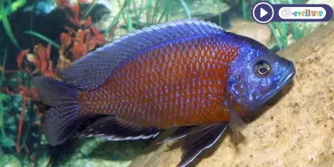 Copadichromis borleyi