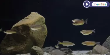 Cyprichromis zonatus Chituta Akvaryumu