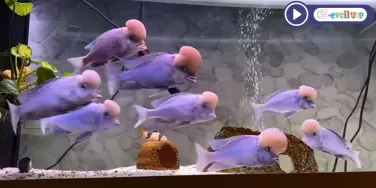 Cyrtocara Moori (Yunus Cichlid)
