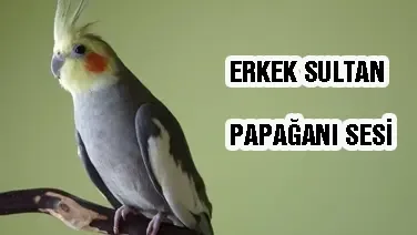 Erkek Sultan Papağanı Sesi Ötüşü