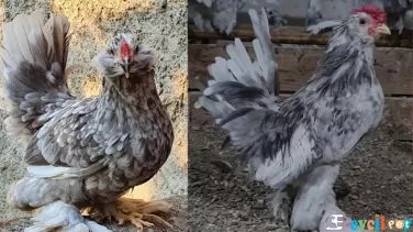 İspenç Tavuk Özellikleri ve Bakımı
