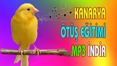 Kanarya ötüş eğitimi