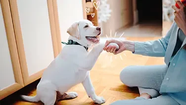 Köpeklere Pati Ver Nasıl Öğretilir?