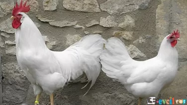 Ligorin Tavuğu Video