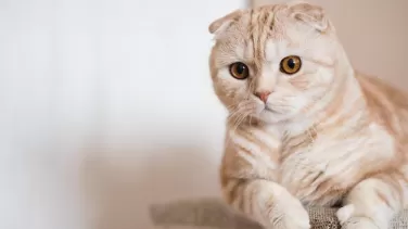Scottish Fold Kedi Özellikleri Bakımı