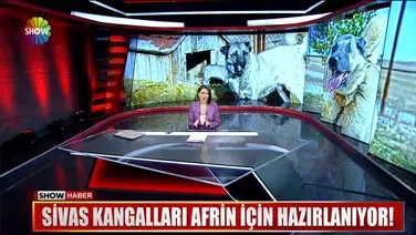 Sivas Kangalları Afrin için hazırlanıyor!