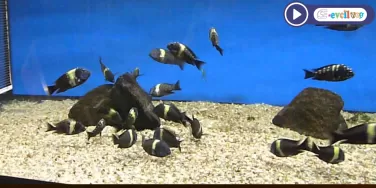 Tropheus Duboisi Maswa Akvaryumu