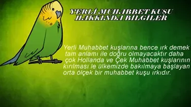 Yerli Muhabbet Kuşu Bilgileri Video