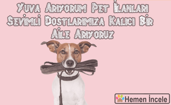 Yuva Arıyorum